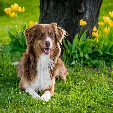 Luxe In With Bbq Garden Villa *